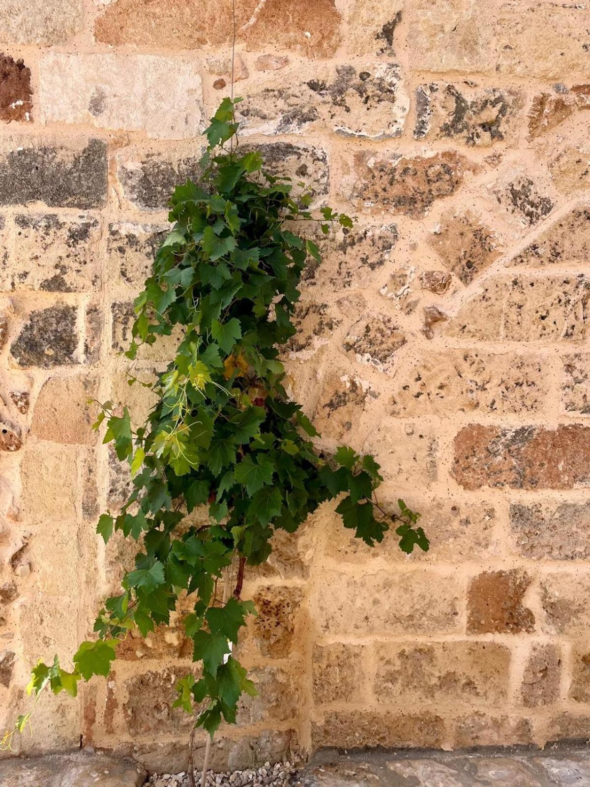 Masseria Voluzzi Copertino Luaran gambar
